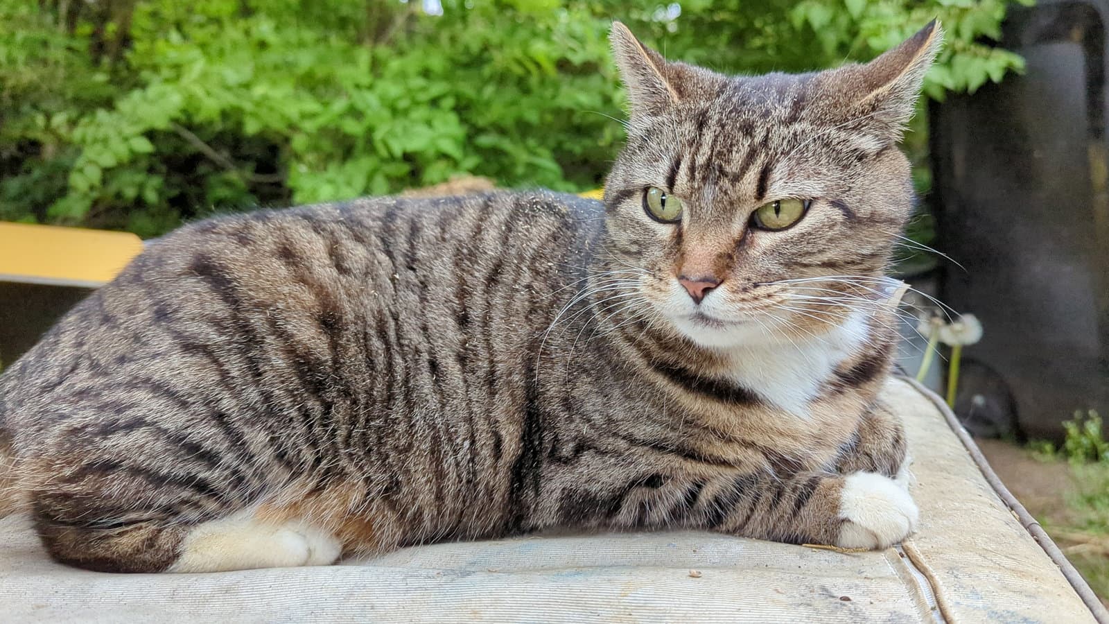 Gigi 2 (Courtesy Post)