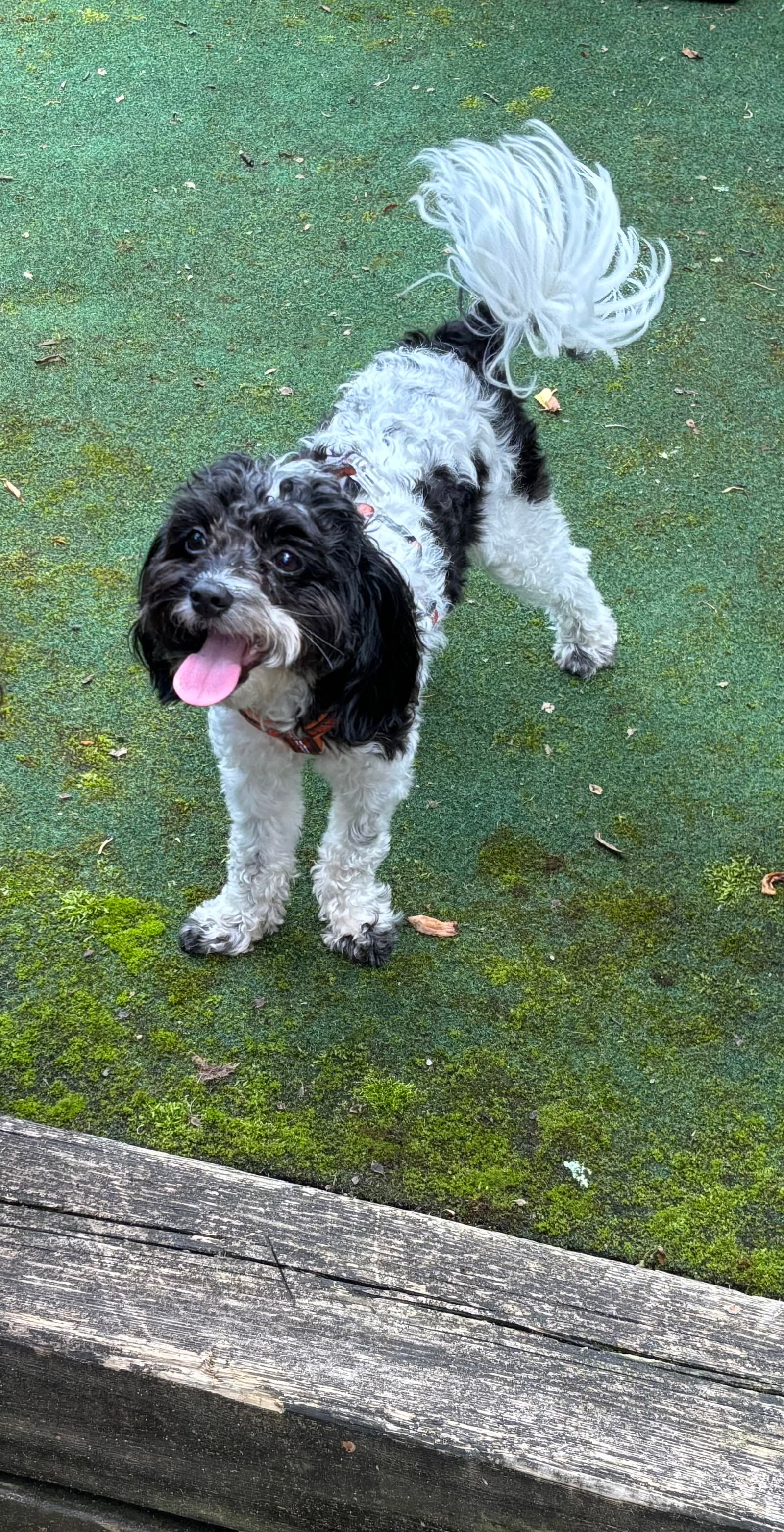 Holly (Courtesy Post)