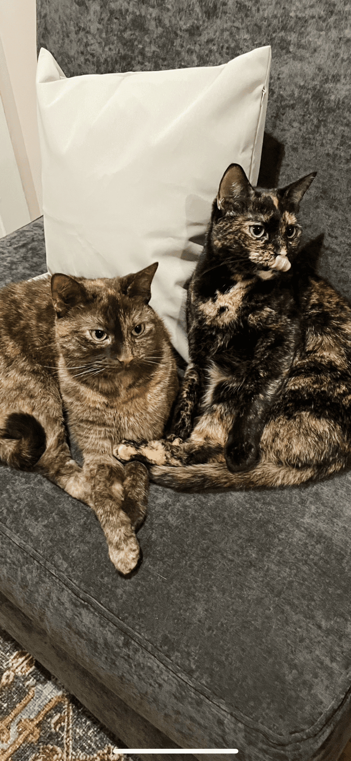 Olive & Ginger (Bonded Pair)(Courtesy Post)