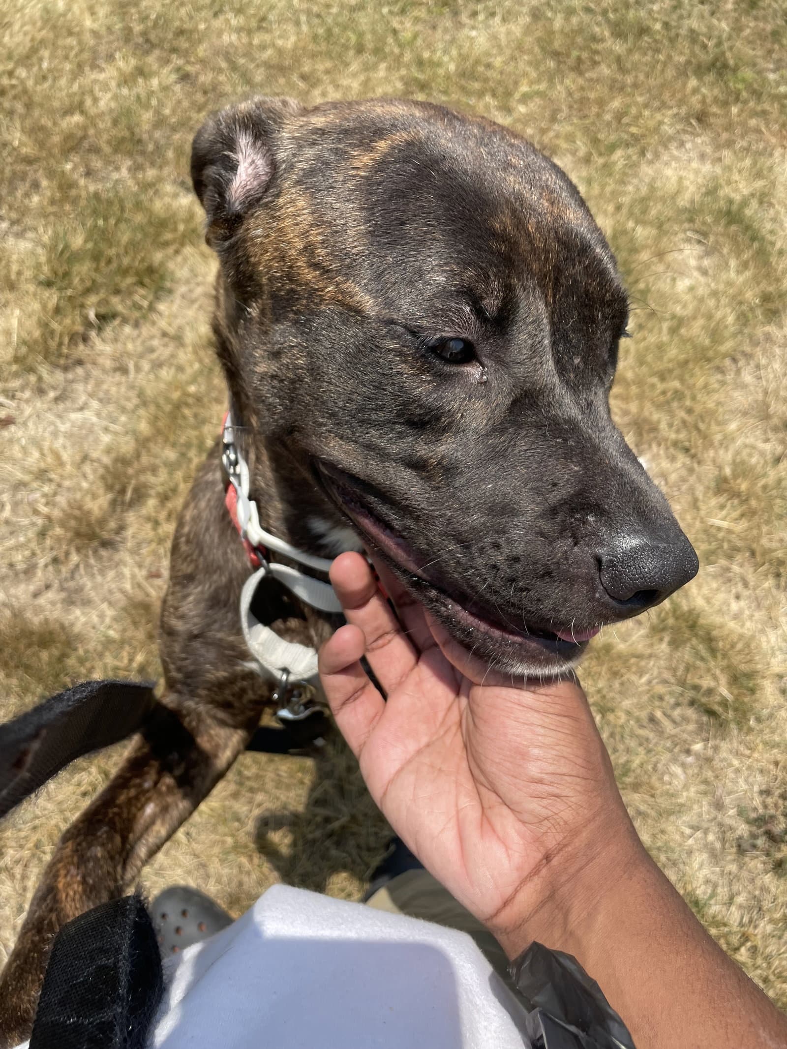 Pepper (Courtesy Post)
