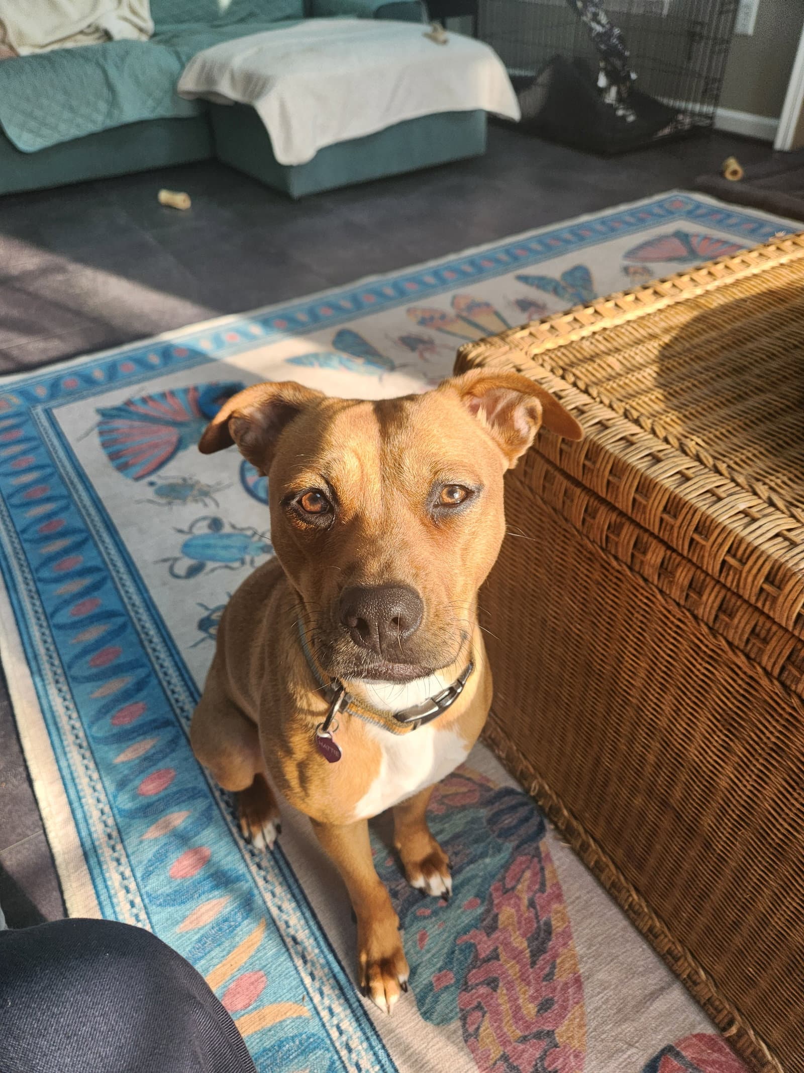 Hattie (Courtesy Post)