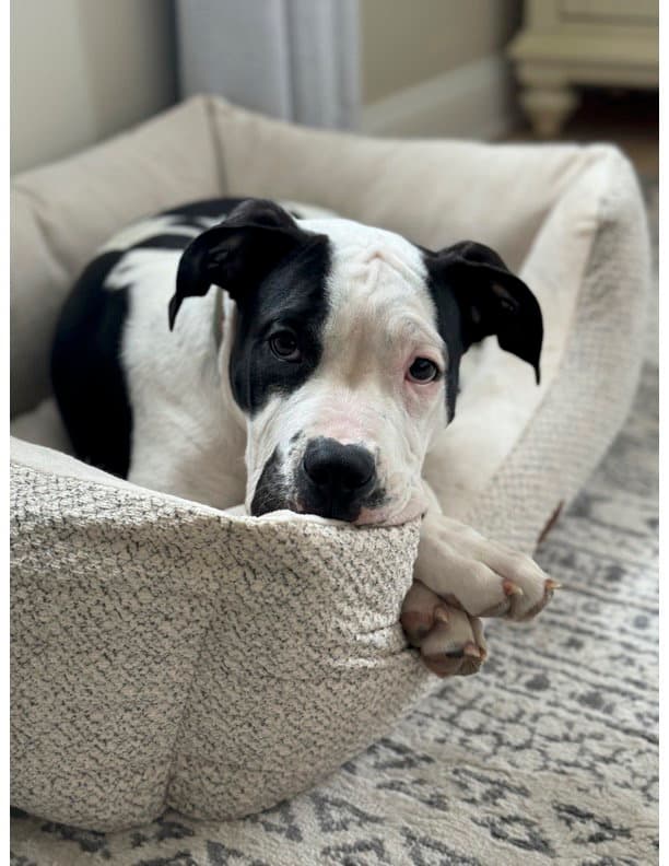 Nash (Courtesy Post)