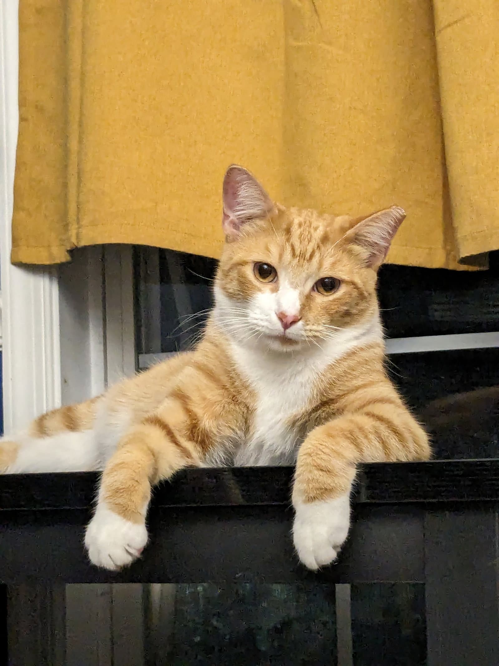 Rocket (Courtesy Post)