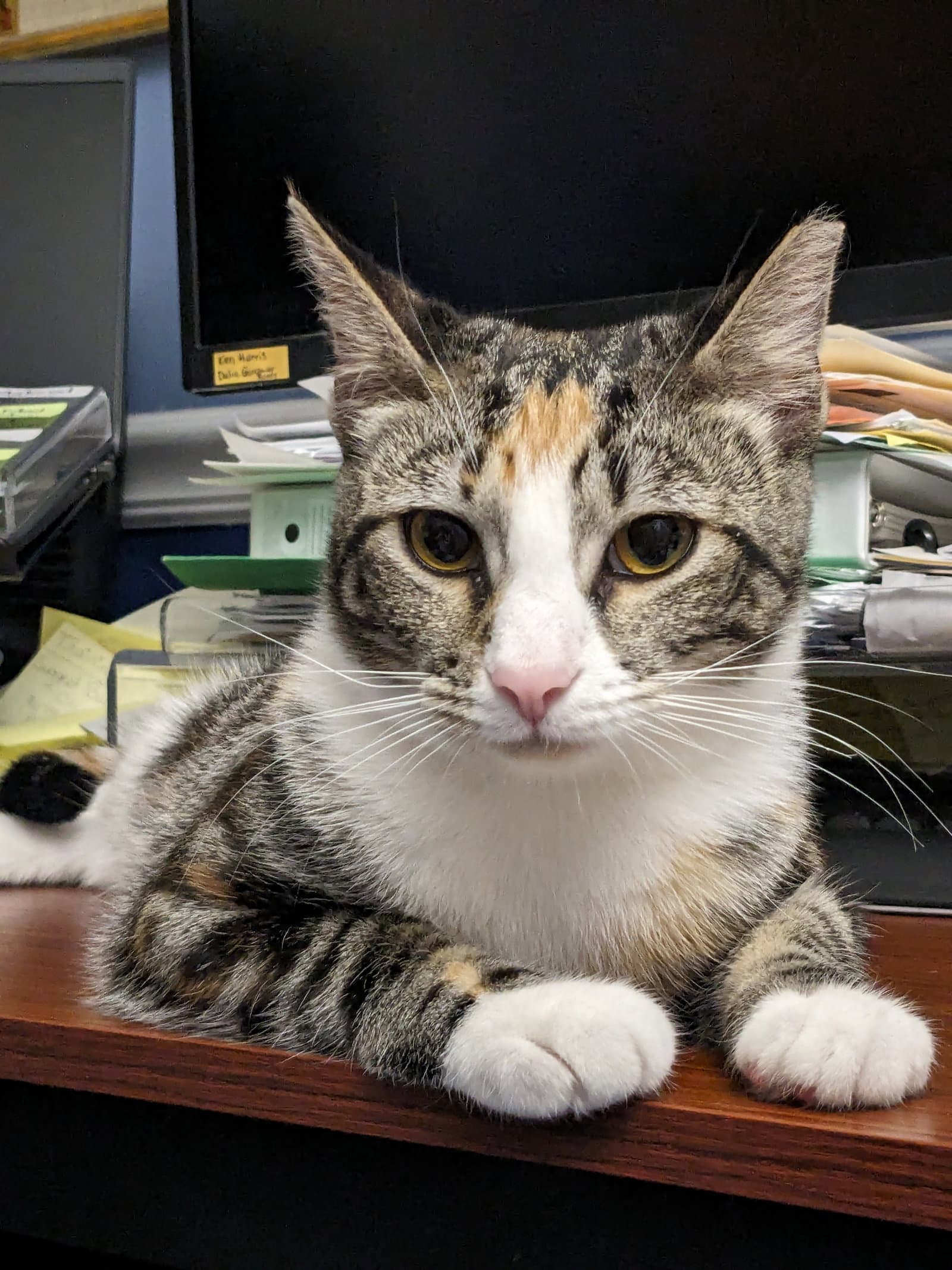 Prissy (Courtesy Post)