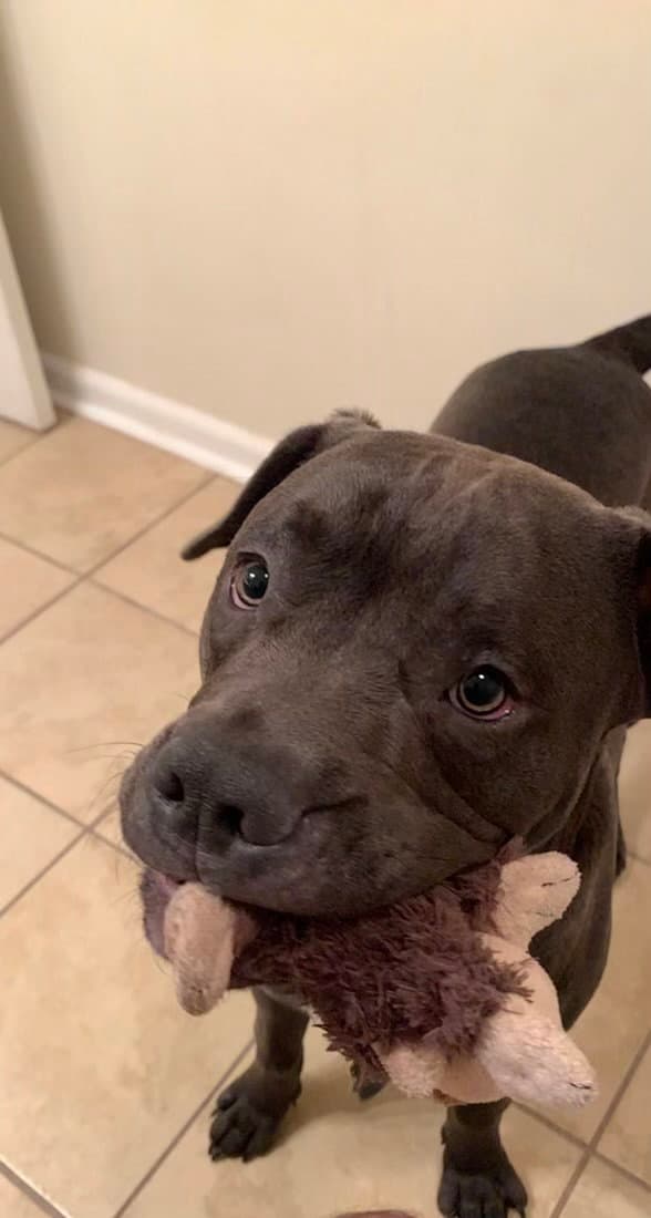 Tucker (Bonded W/Lincoln)(Bonded Pair)