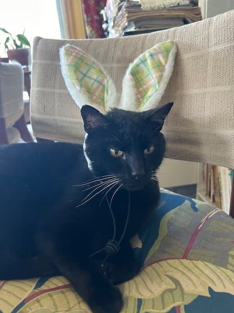 Panther (Courtesy Post)