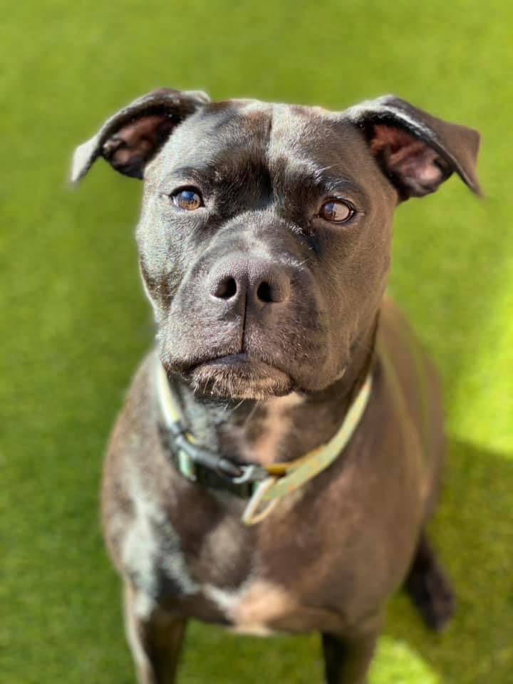 Lady (Courtesy Post)