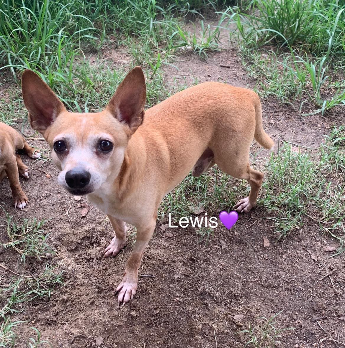 Lewis [bonded to Steve]