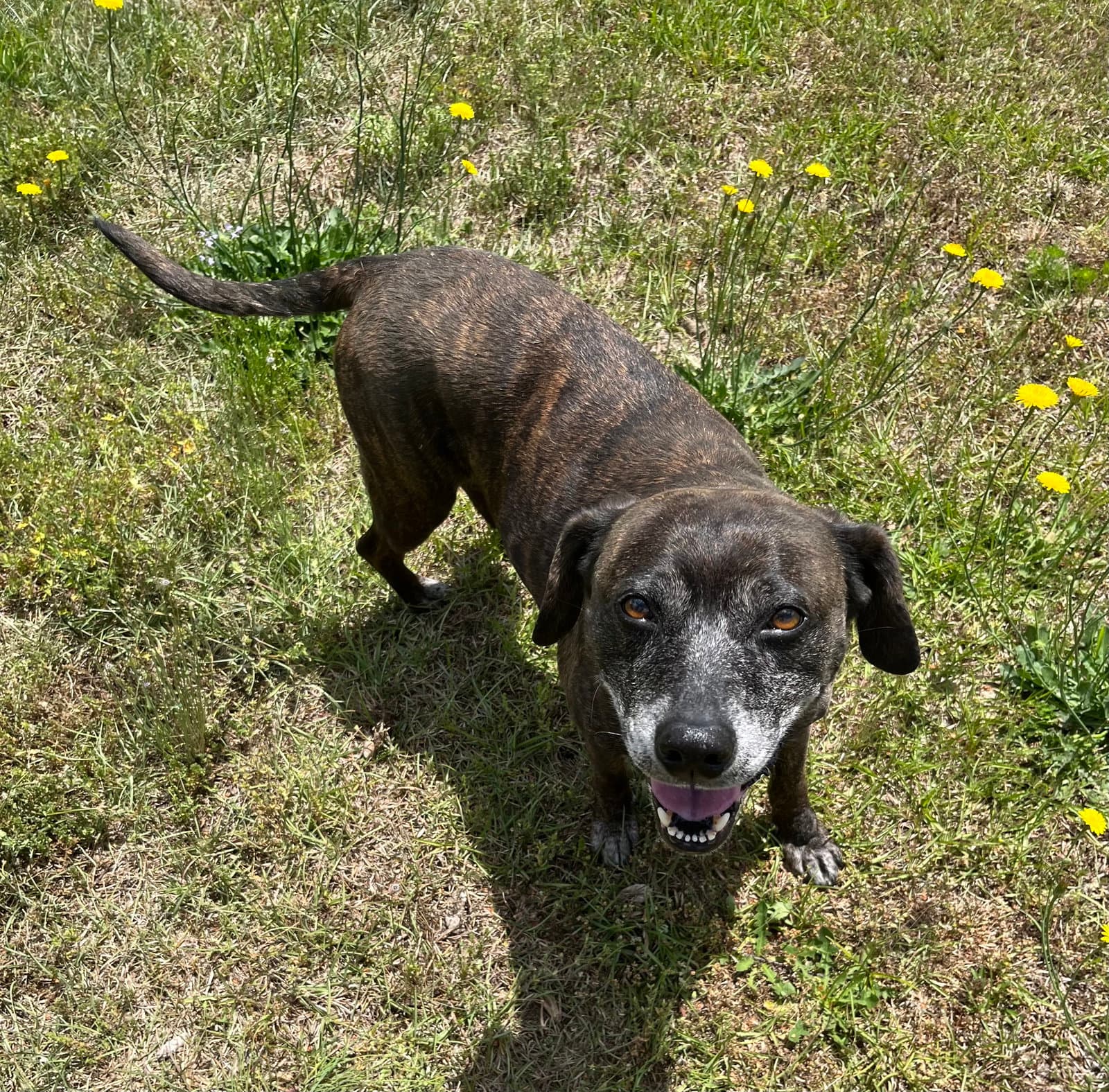 Sheba  [bonded to Bambi]