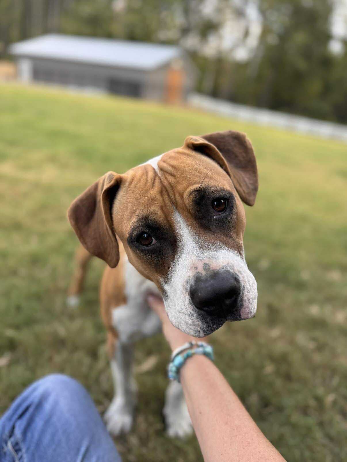 Winnie (The boxer)
