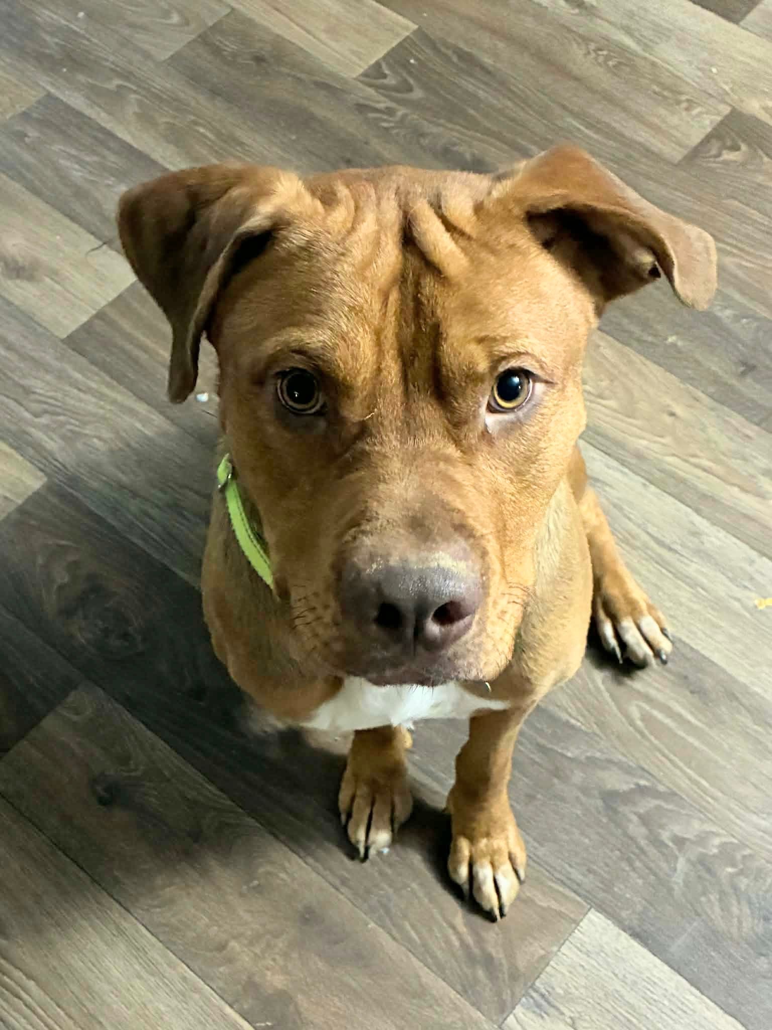 Scooby