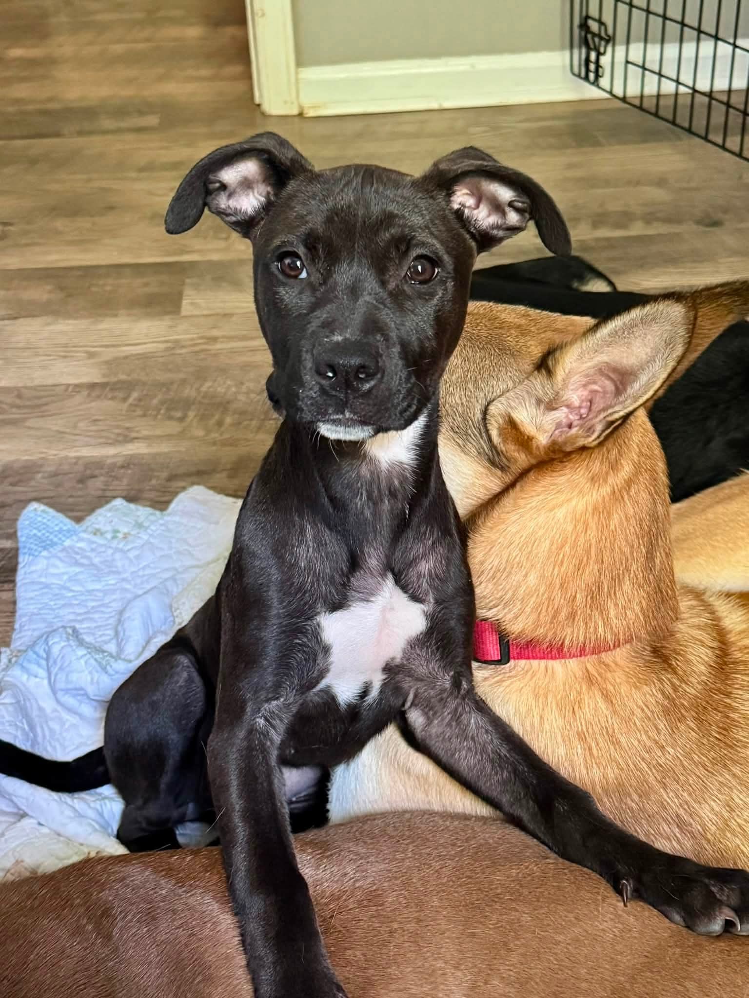 Elara - stormie litter