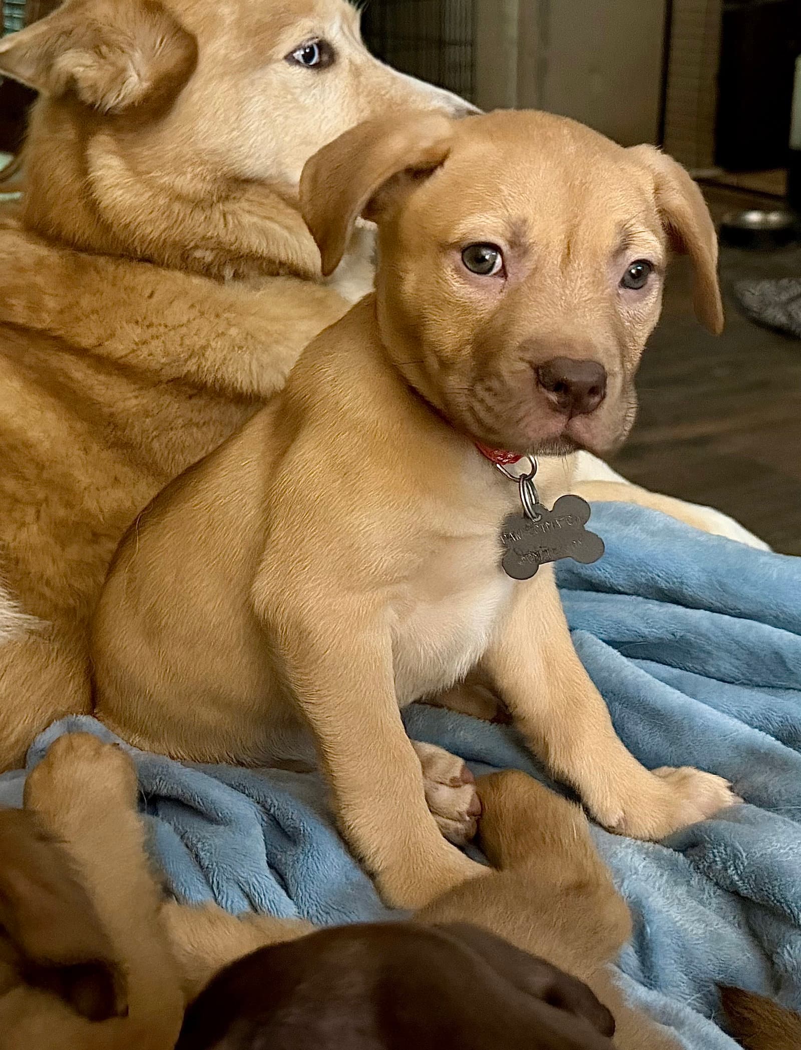 Rosalie- Belles & Beau Litter