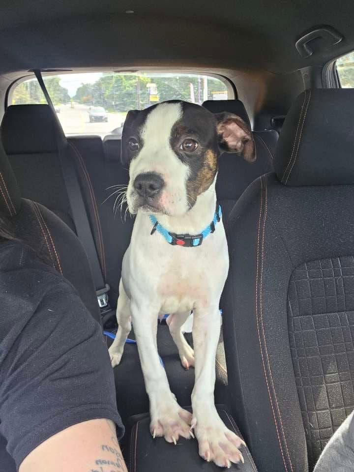 Diesel (Gravy's Litter)