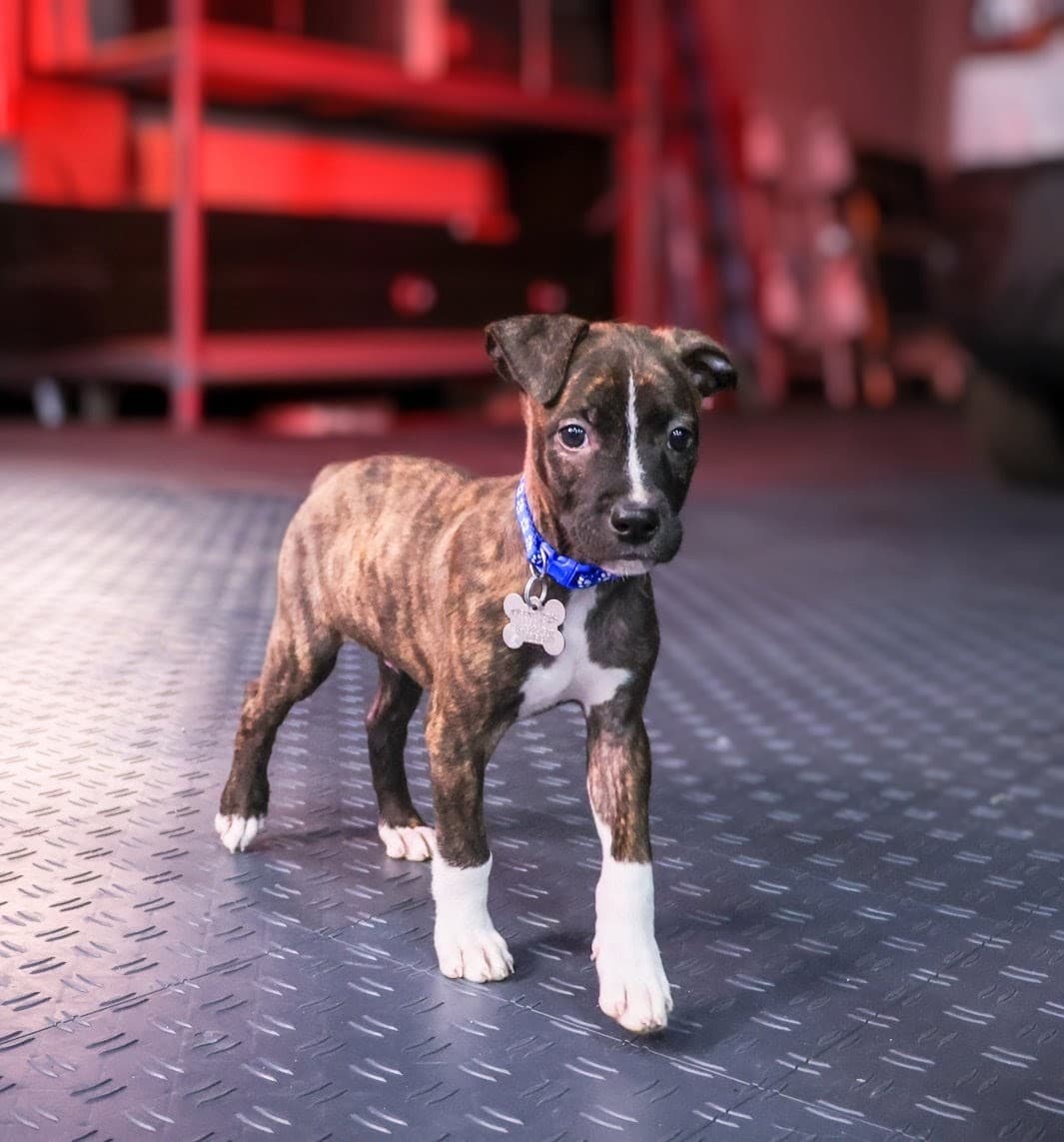 Maverick (Gatsbys litter)