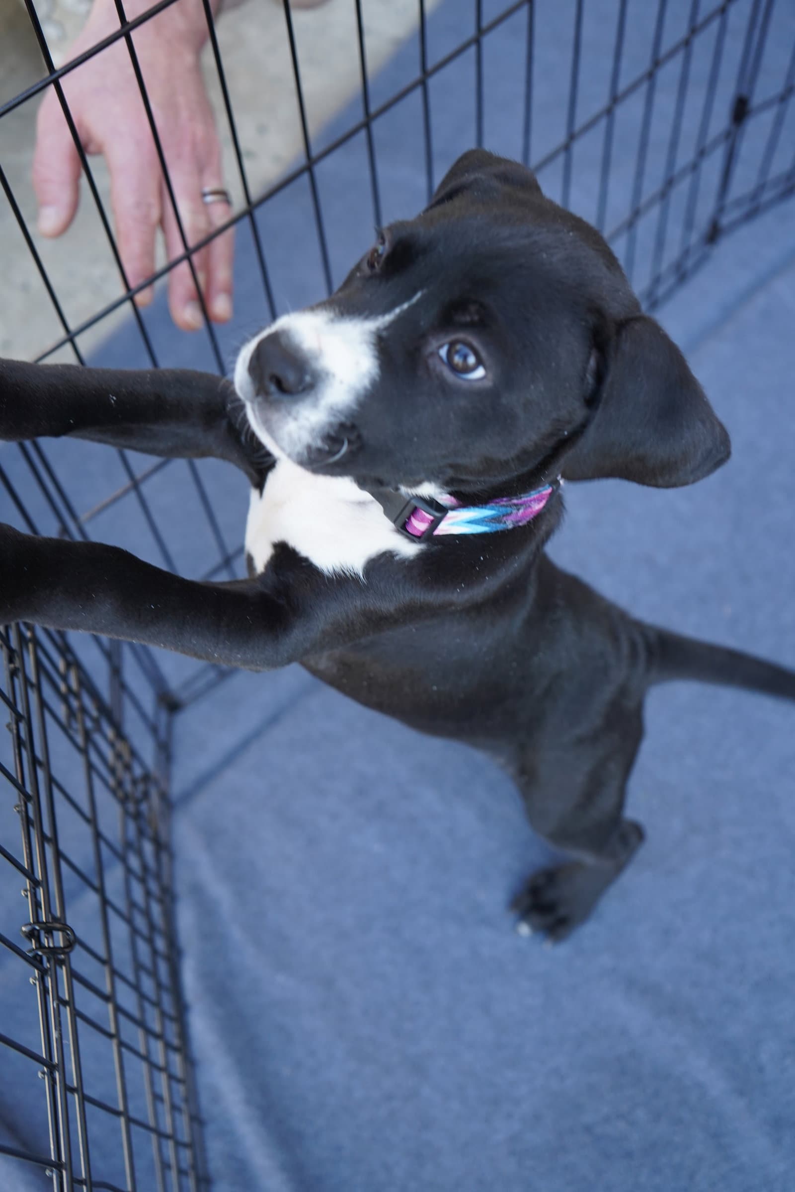 Hershey - Candy Litter (Trixie mom)