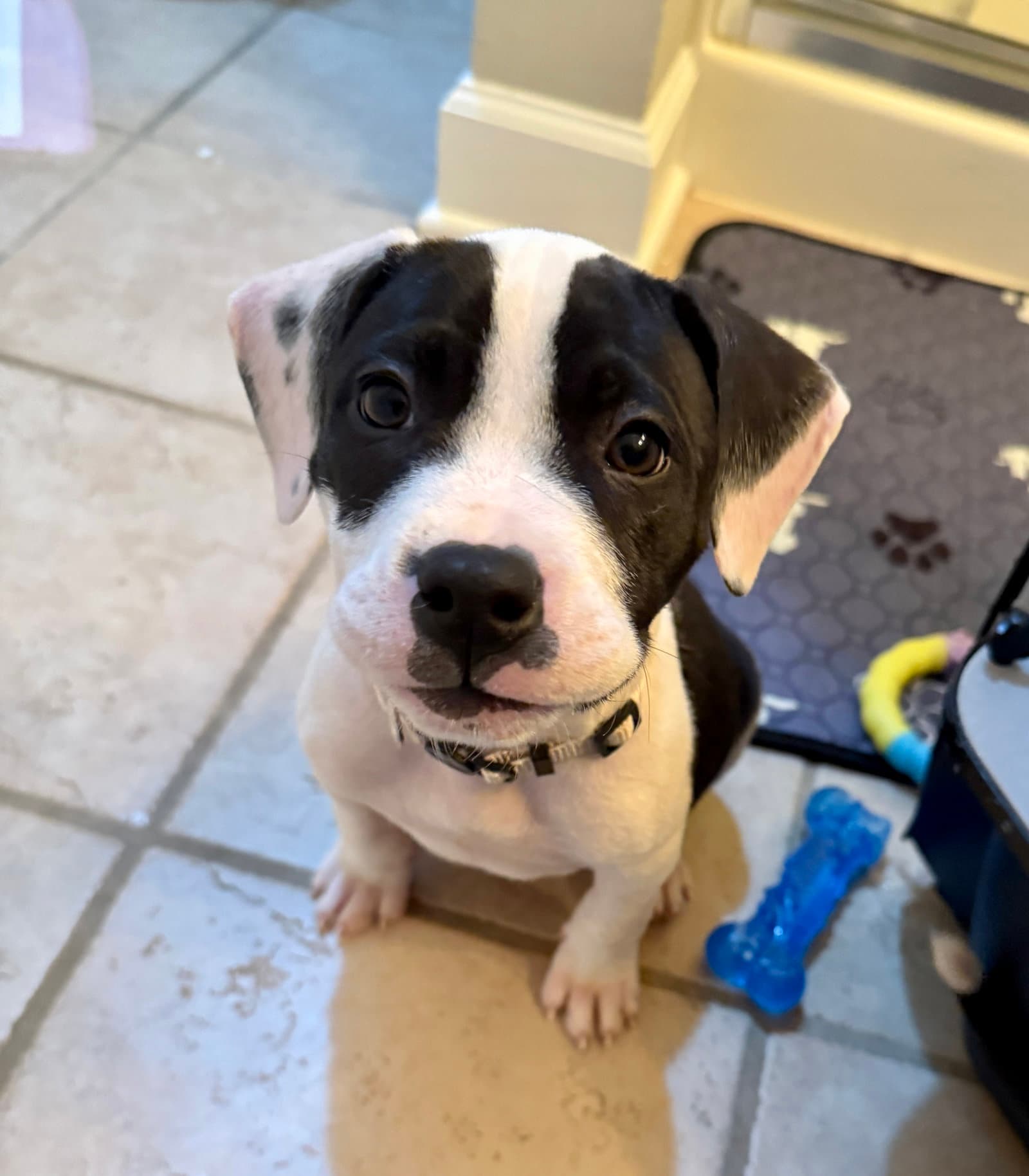 Almond Joy  Candy Litter (Trixie mom)