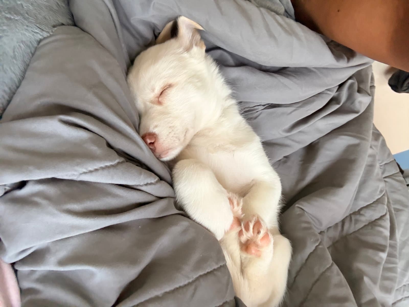 Chloe - HaveLock Litter
