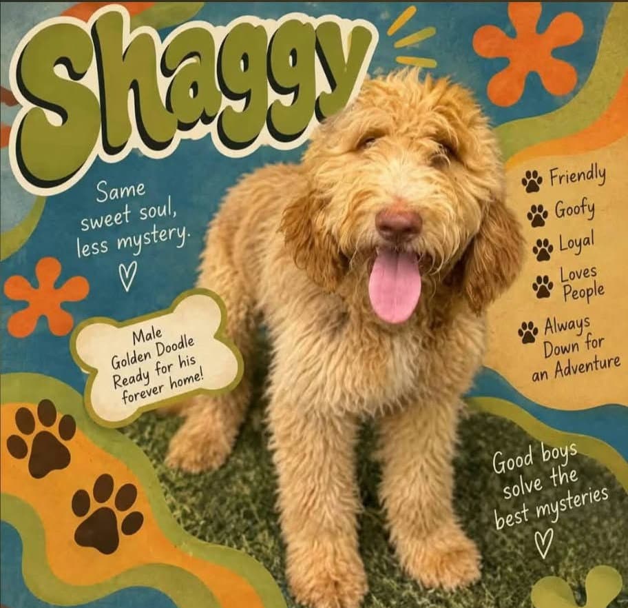 Shaggy KWI in MS