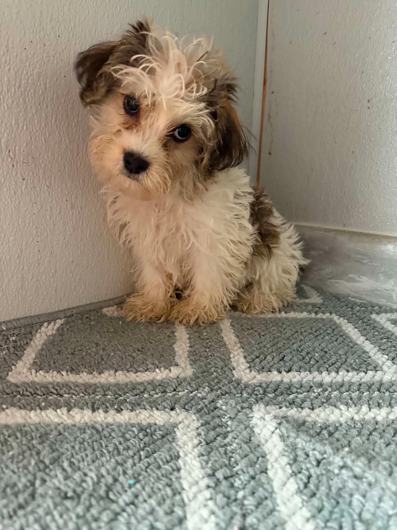 Yorkiepoo/Yochon