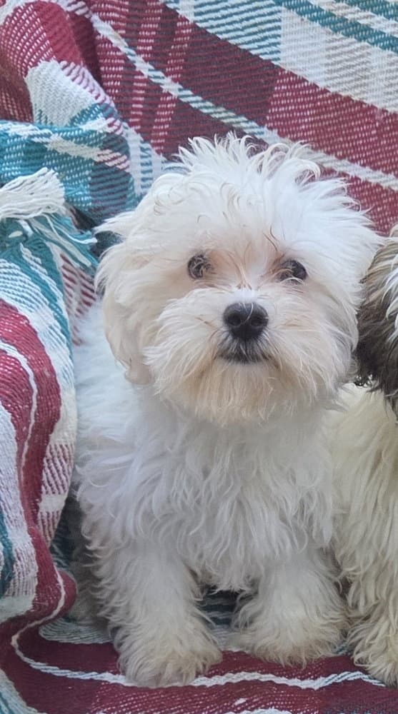 MALTIPOO