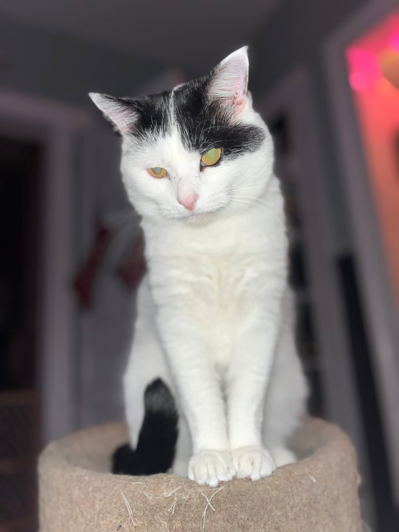 Frankie