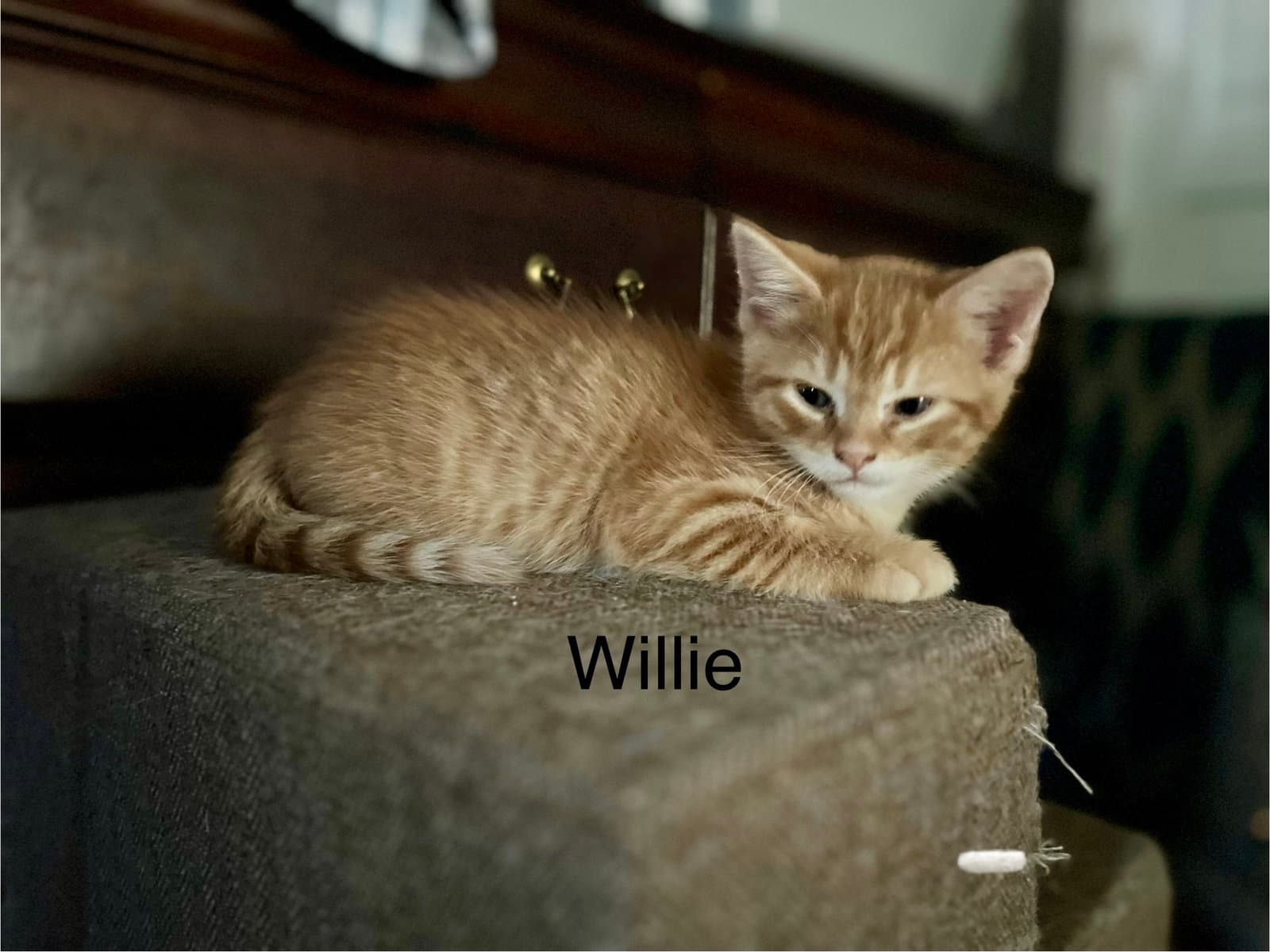 Willie BM
