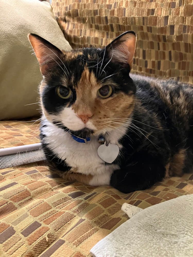 Patches