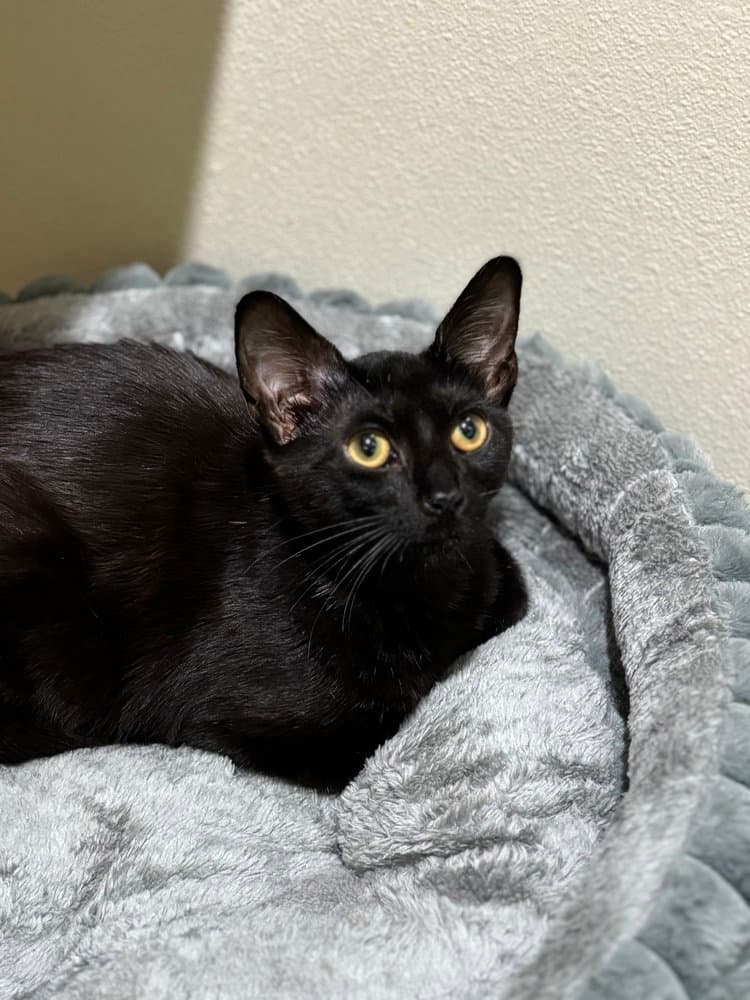 Black Panther