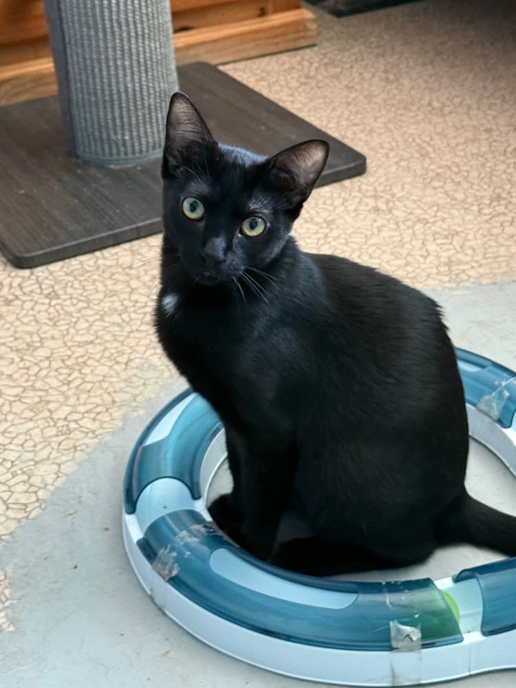 Bellatrix "bella