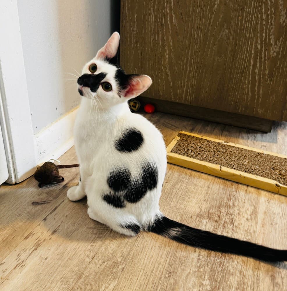 Pepper