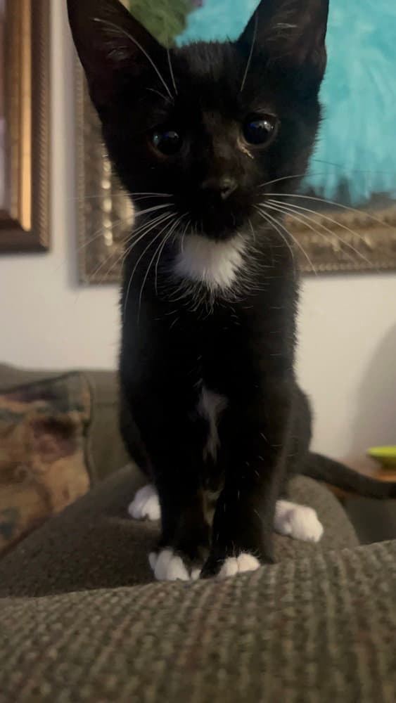 Luke Skywhisker