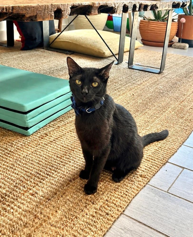 CleoCATra