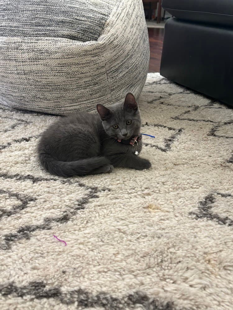 Maybel