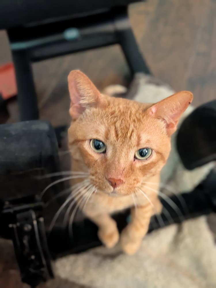 Duke