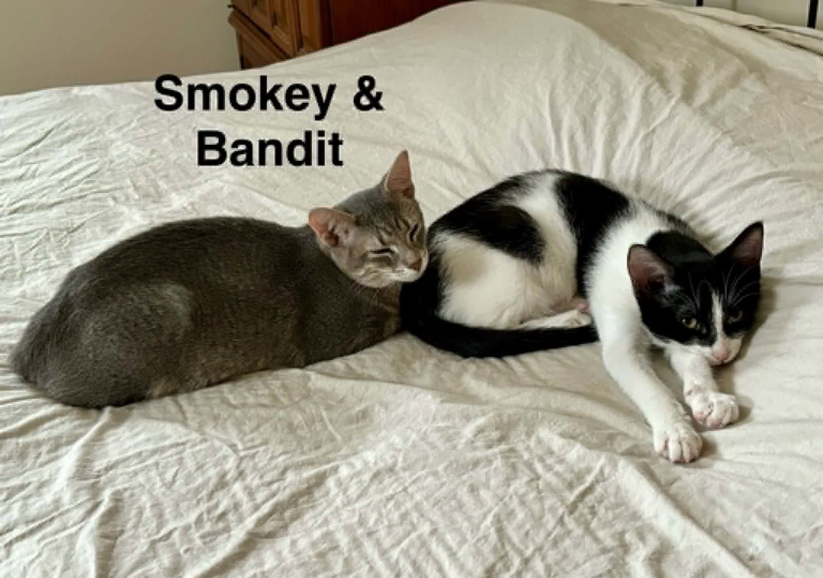 Bandit (bonded with Smokey)