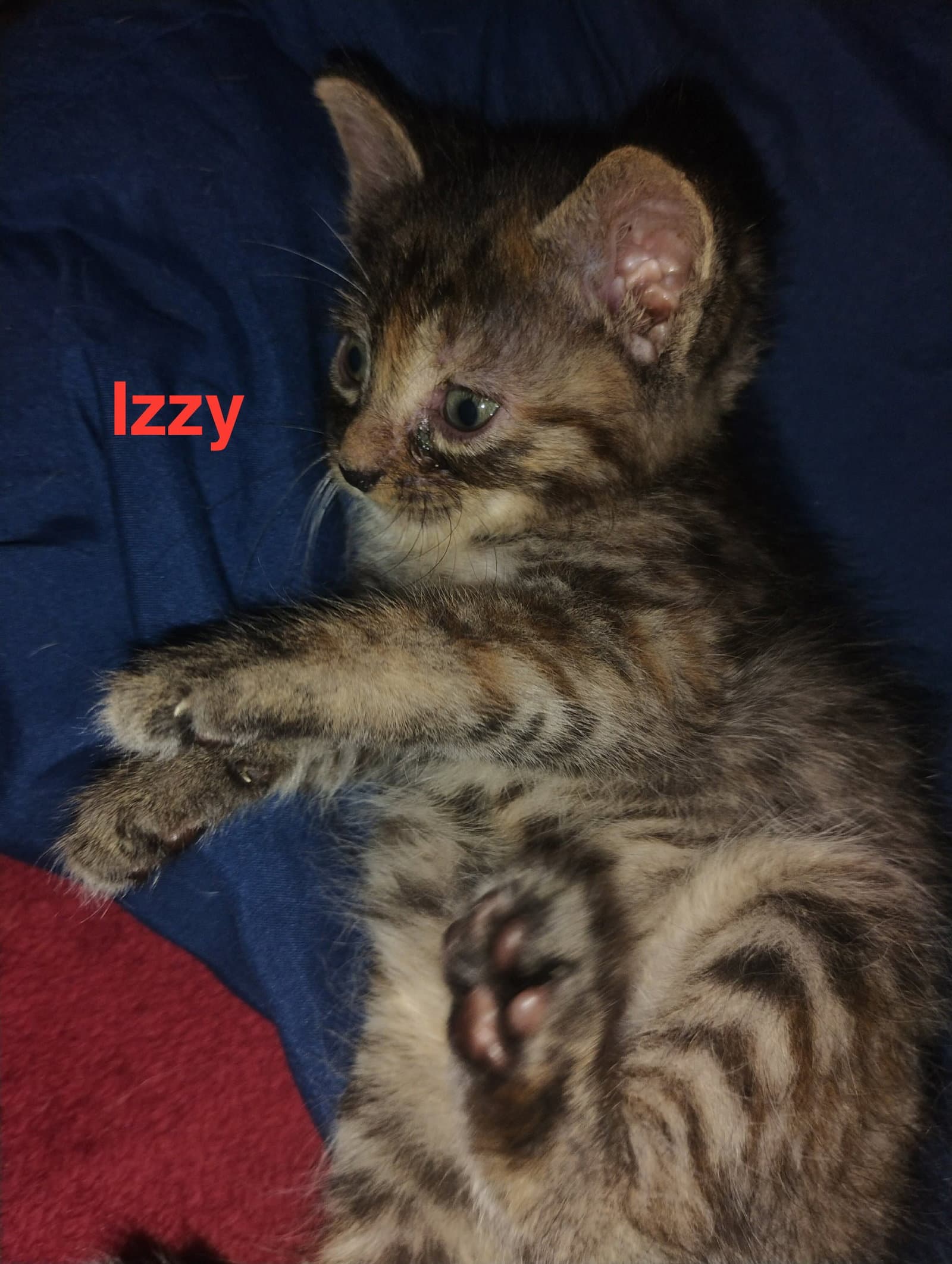 Izzy - Waldo Litter