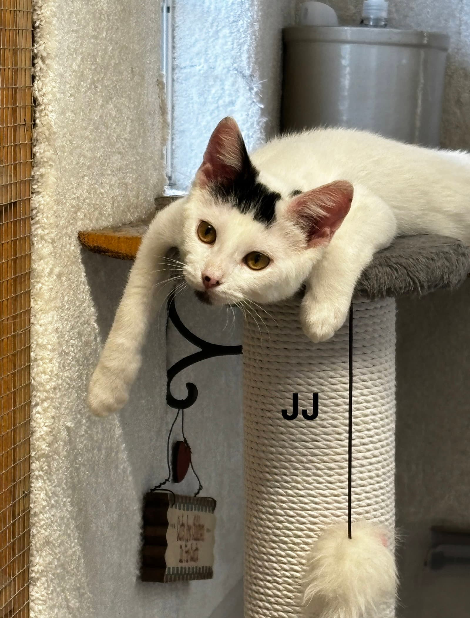 JJ - The Jan Litter