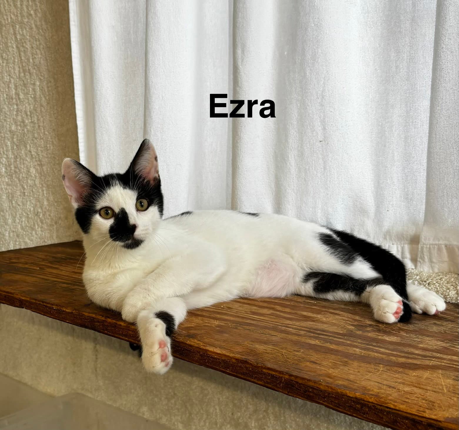 Ezra - The Jan Litter