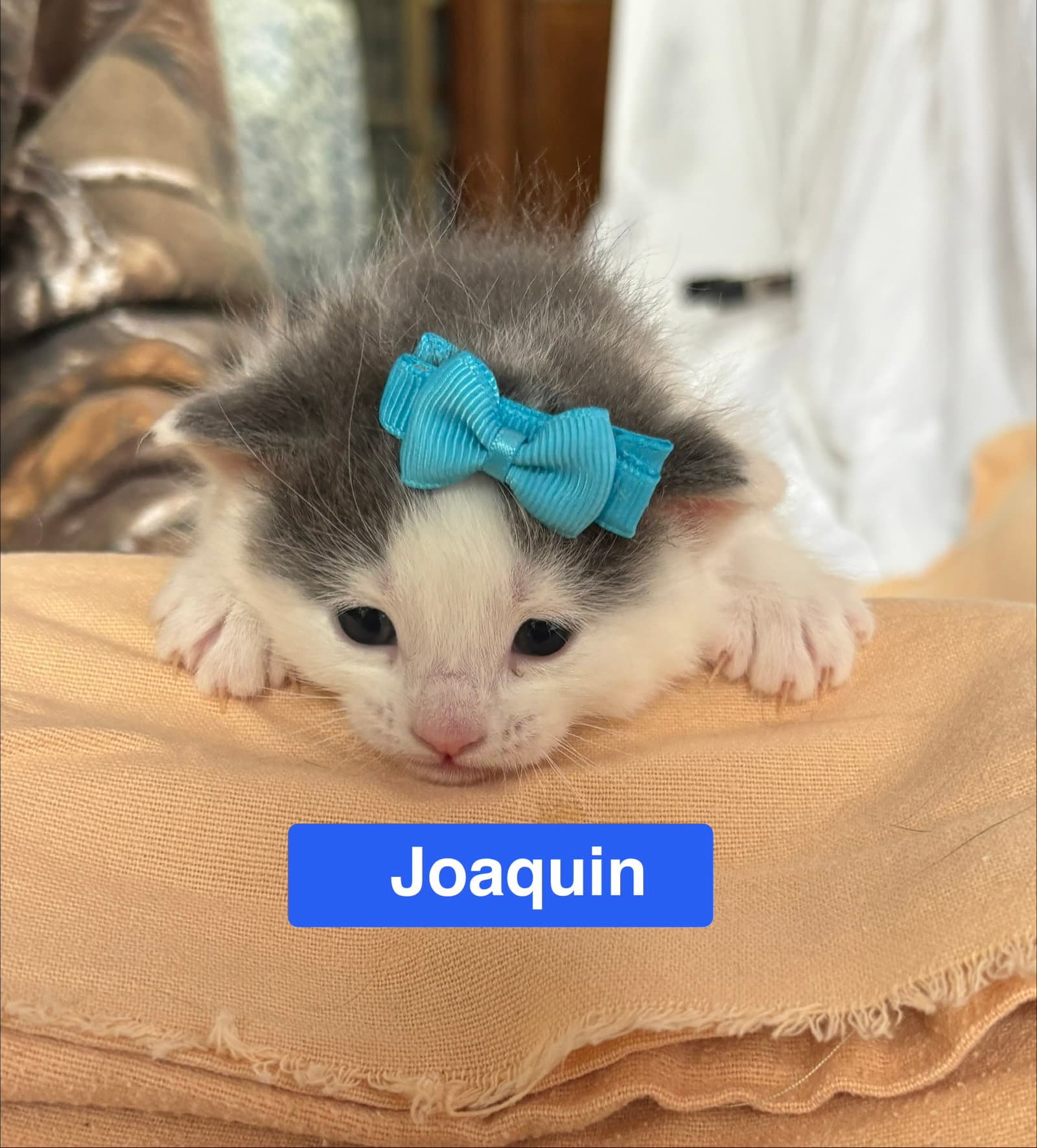 Joaquin - The Phoenix Litter