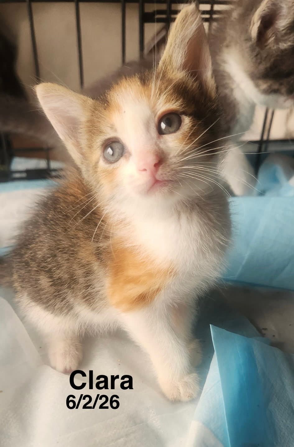 Clara