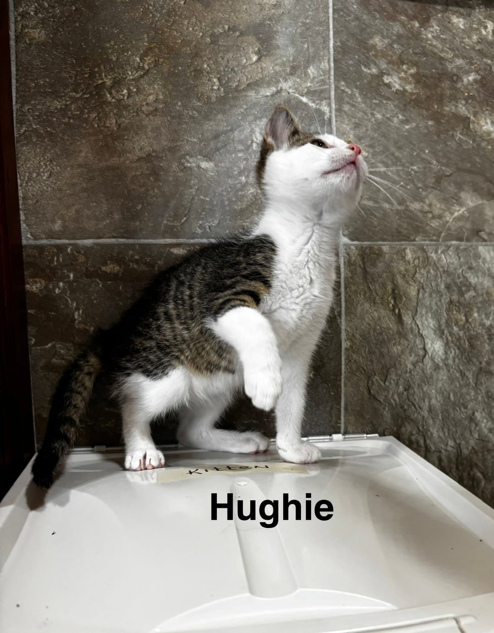 Hughie