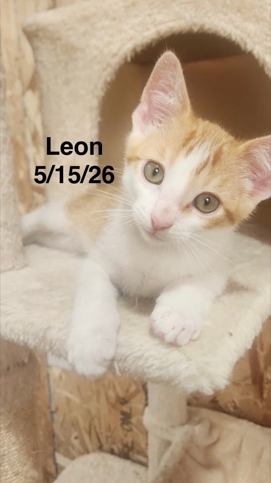 Leon