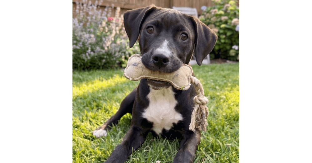 Nikko - Sponsored Reduced Adoption Fee