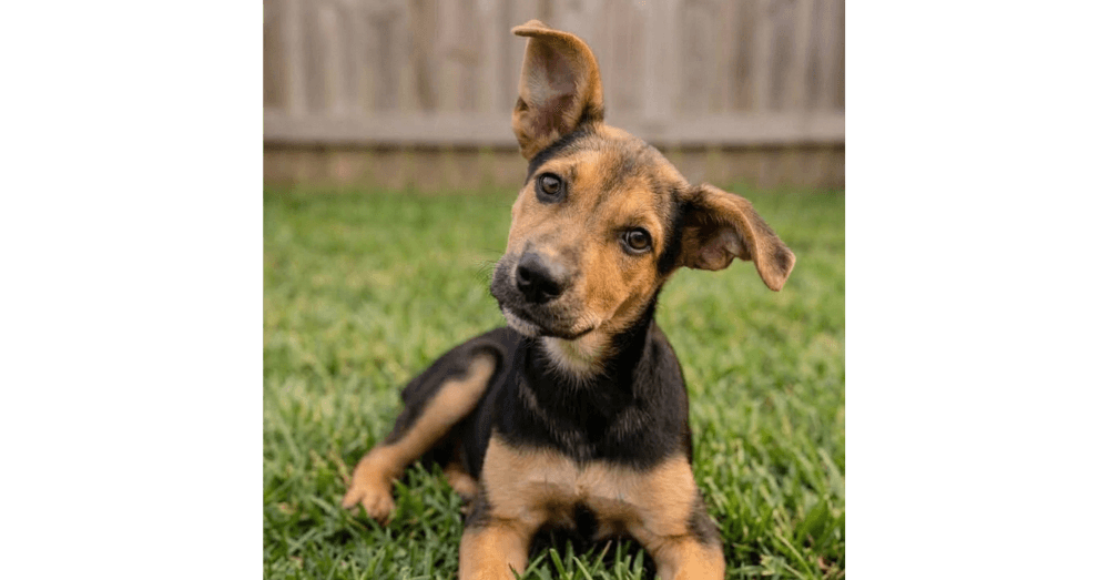 Juliet - Sponsored Reduced Adoption Fee