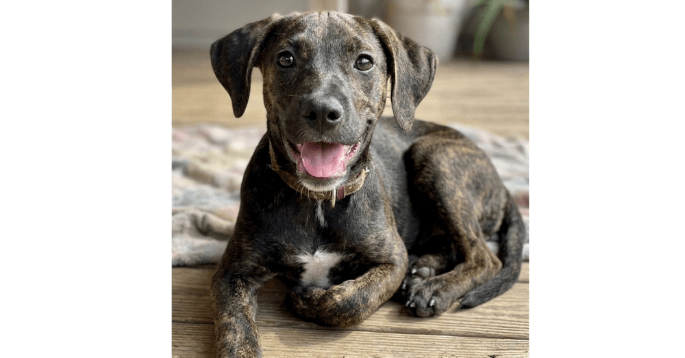Addie - Sponsored - Reduced Adoption Fee