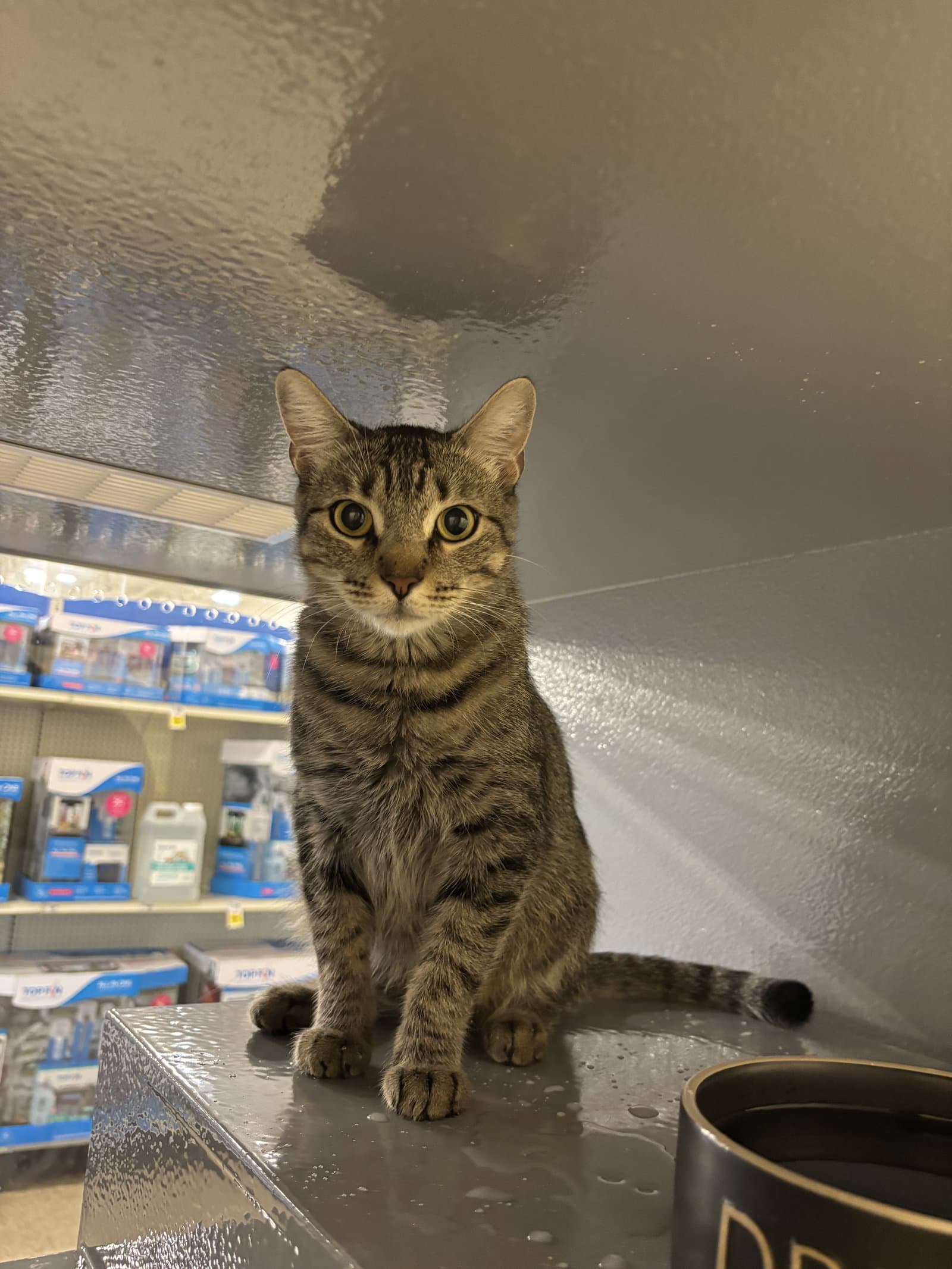 Frieda