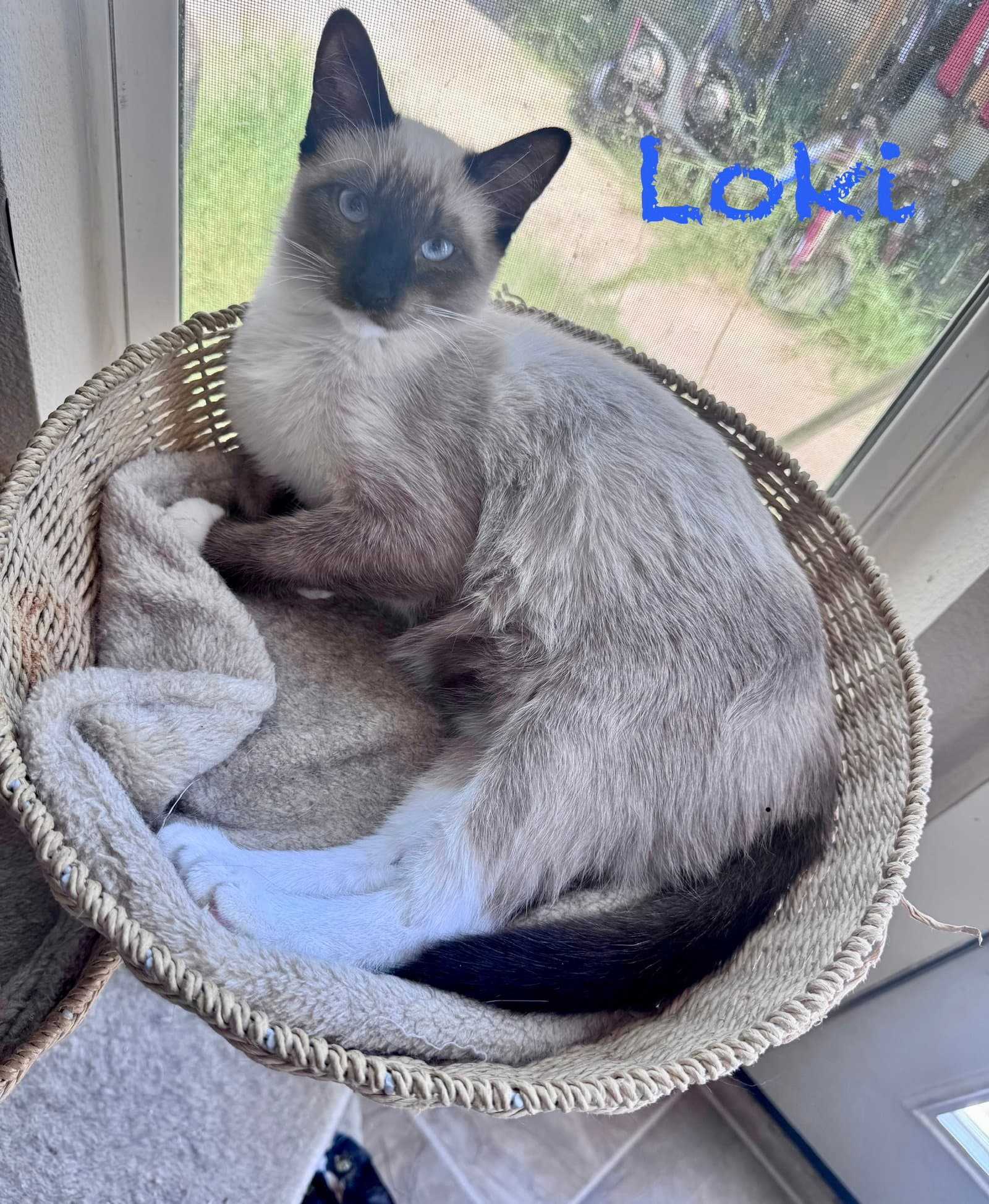 Loki