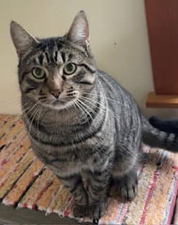 Bobcat Jones
