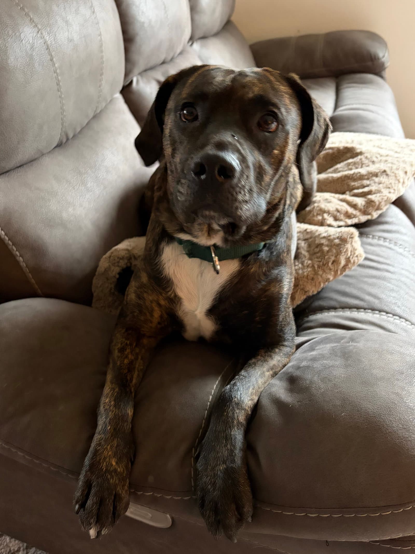 Frankie